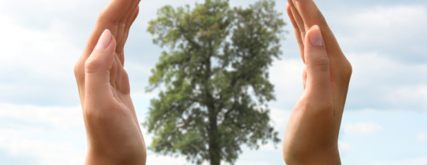 Schützende Hände um einen Baum symbolisieren die Bedeutung einer gesunden Umwelt